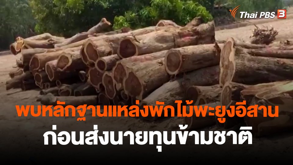 พบหลักฐานแหล่งพักไม้พะยูงอีสานก่อนส่งนายทุนข้ามชาติ