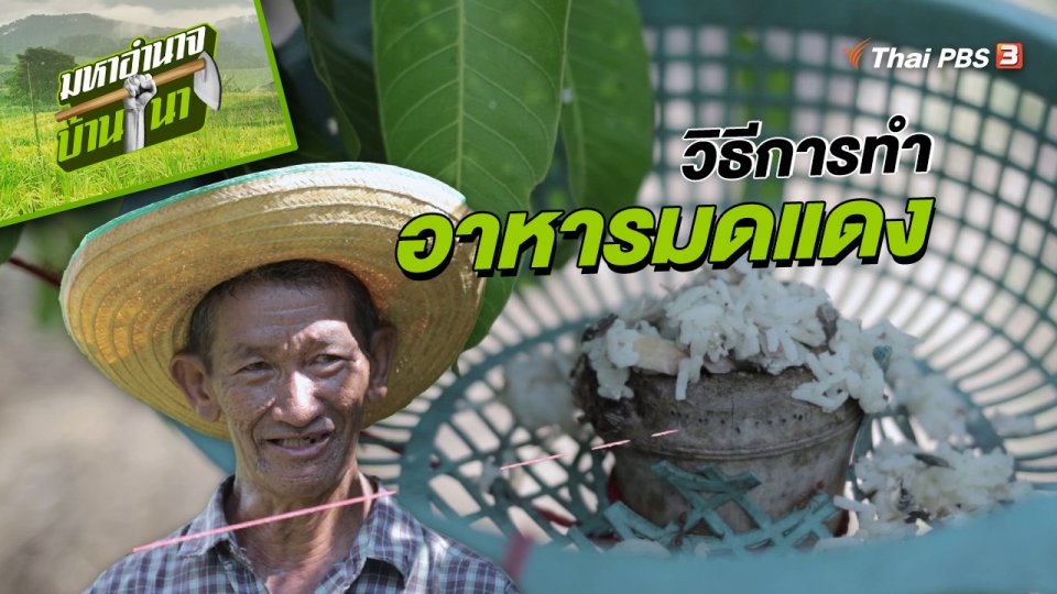 สูตรลับฉบับบ้านนา : วิธีการทำอาหารมดแดง