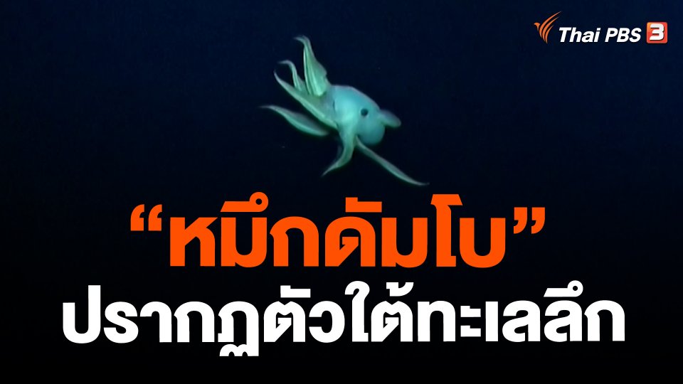 "หมึกดัมโบ" ปรากฏตัวใต้ทะเลลึก