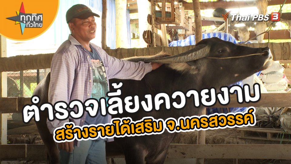 อาชีพทั่วไทย : ตำรวจเลี้ยงควายงามสร้างรายได้เสริม จ.นครสวรรค์