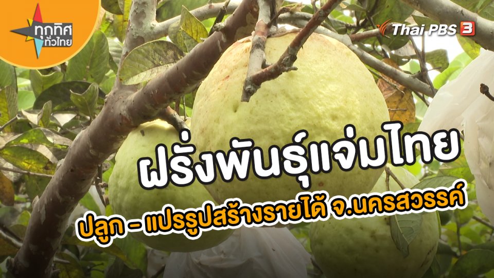 ปลูกและแปรรูปฝรั่งพันธุุ์แจ่มไทยสร้างรายได้ จ.นครสวรรค์