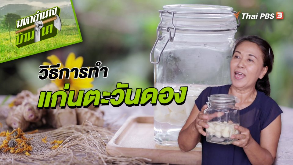 แก่นตะวันดอง