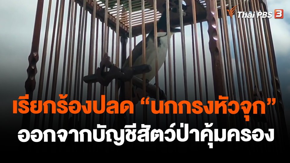 ​เรียกร้องปลด "นกกรงหัวจุก" ออกจากบัญชีสัตว์ป่าคุ้มครอง