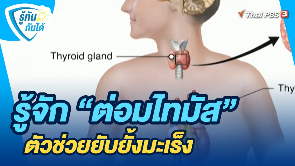 รู้ทันกันได้ : รู้จัก "ต่อมไทมัส" ตัวช่วยยับยั้งมะเร็ง