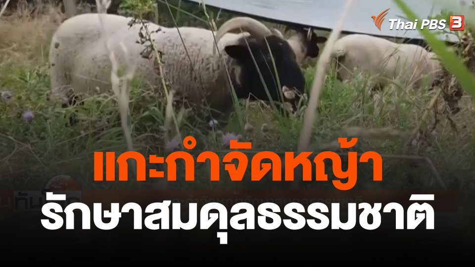 แกะกำจัดหญ้ารักษาสมดุลธรรมชาติ