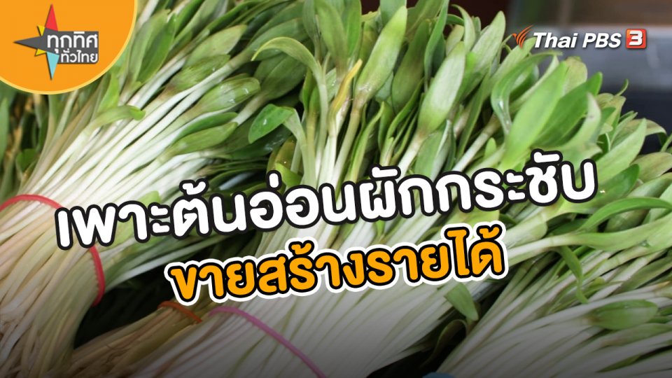 อาชีพทั่วไทย : เพาะต้นอ่อนผักกระชับขายสร้างรายได้