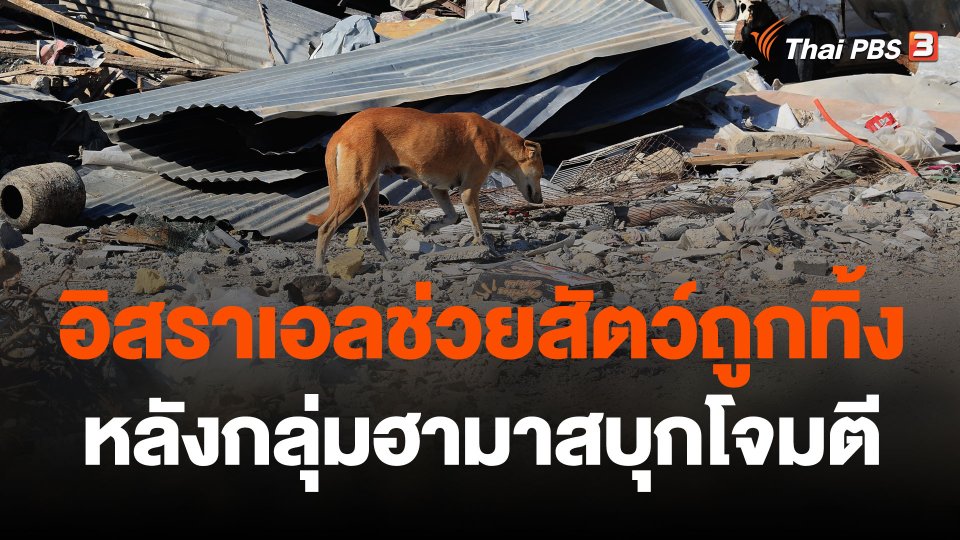 อิสราเอลช่วยสัตว์ถูกทิ้งหลังกลุ่มฮามาสบุกโจมตี