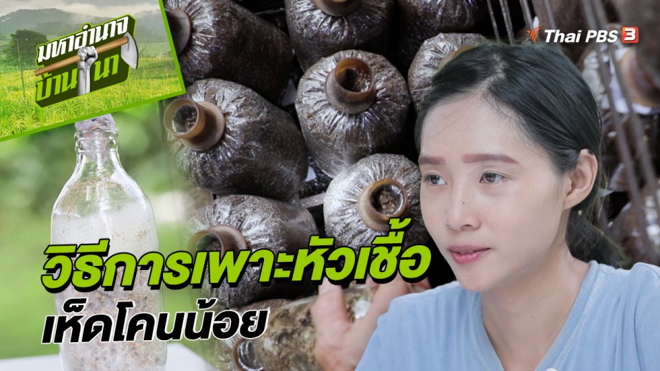 สูตรลับฉบับบ้านนา : วิธีการเพาะหัวเชื้อเห็ดโคนน้อย