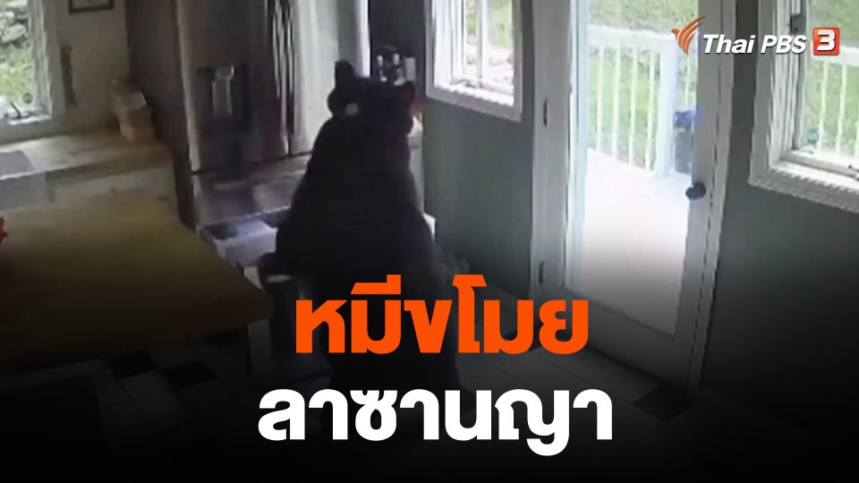 หมีขโมยลาซานญา