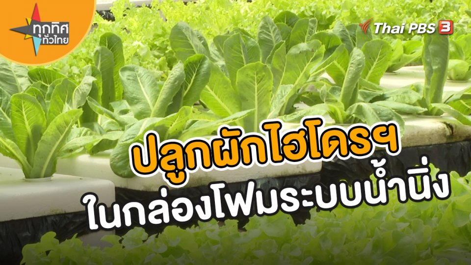 ​อาชีพทั่วไทย : ปลูกผักไฮโดรฯ ในกล่องโฟมระบบน้ำนิ่ง