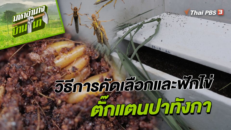 วิธีการคัดเลือกและฟักไข่ "ตั๊กแตนปาทังกา"