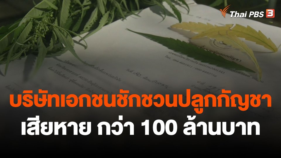 สถานีร้องเรียน : บริษัทเอกชนชักชวนปลูกกัญชา ผู้เสียหายทั่วประเทศ รวมมูลค่ากว่า 100 ล้านบาท