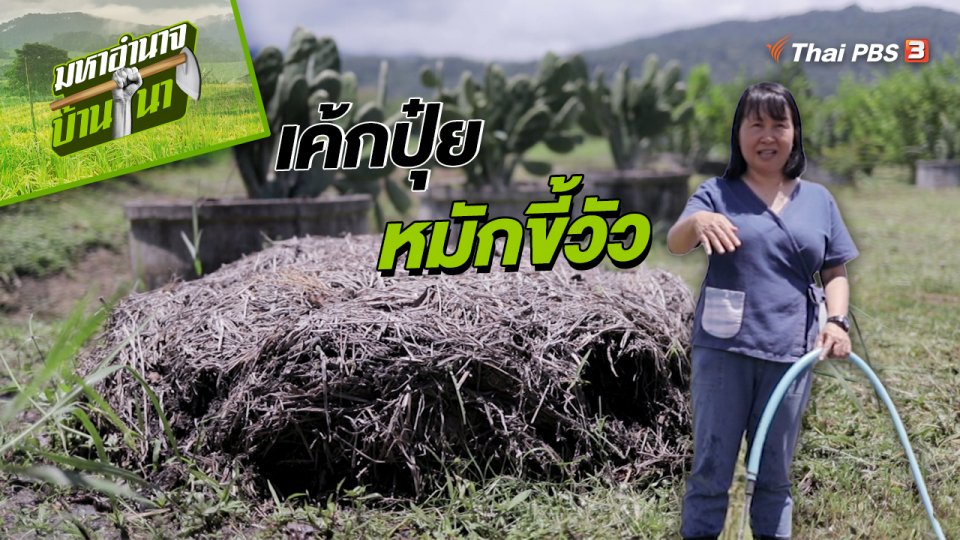 สูตรลับฉบับบ้านนา : เค้กปุ๋ยหมักขี้วัว