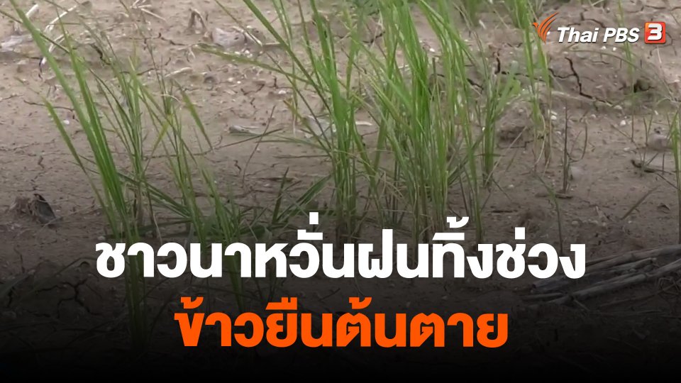 ชาวนาหวั่นฝนทิ้งช่วงข้าวยืนต้นตาย