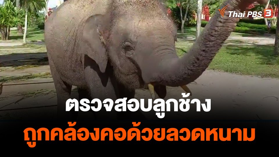 ตรวจสอบลูกช้างถูกคล้องคอด้วยลวดหนาม