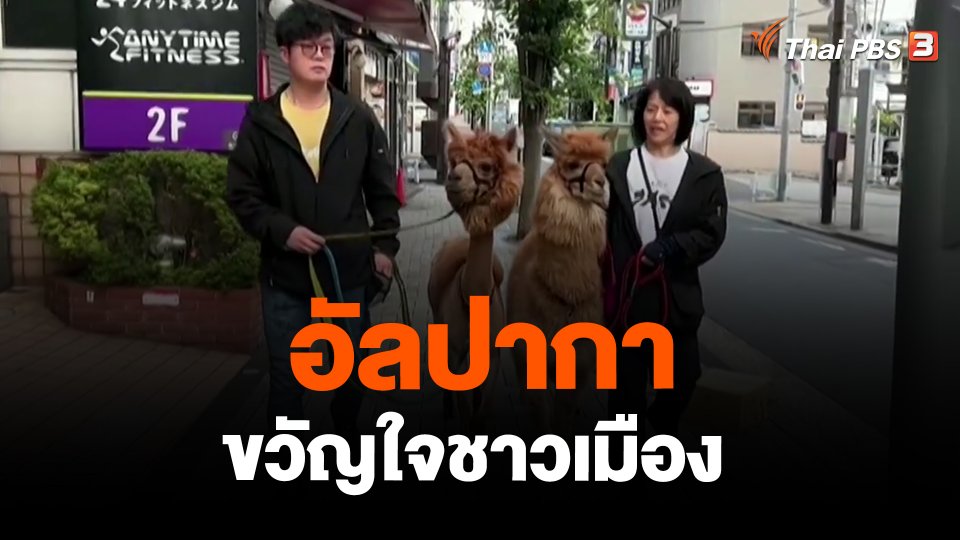 ​อัลปากาขวัญใจชาวเมือง