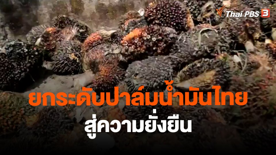 ​จับสัญญาณเศรษฐกิจ : ยกระดับปาล์มน้ำมันไทยสู่ความยั่งยืน