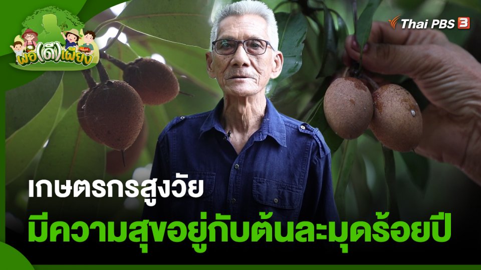 เกษตรกรสูงวัย มีความสุขอยู่กับต้นละมุดร้อยปี