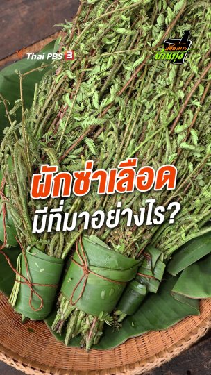 ผักซ่าเลือดมีที่มาอย่างไร