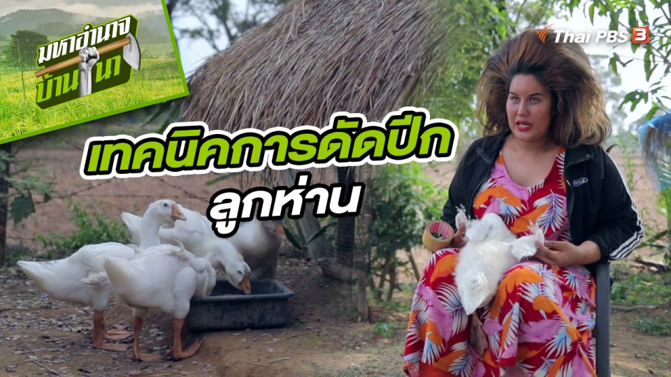 เทคนิคการดัดปีกลูกห่าน