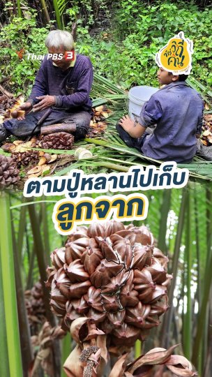 ตามปู่หลานไปเก็บลูกจาก