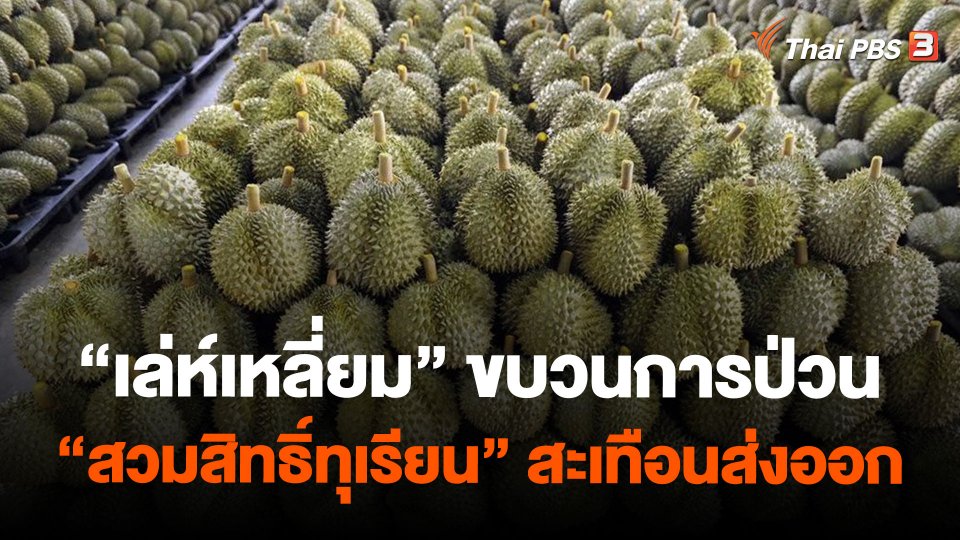 "เล่ห์เหลี่ยม" ขบวนการป่วน "สวมสิทธิ์ทุเรียน" สะเทือนส่งออก