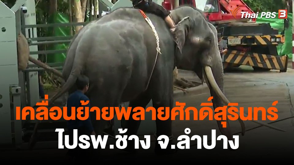 เคลื่อนย้ายพลายศักดิ์สุรินทร์ ไปรพ.ช้าง จ.ลำปาง