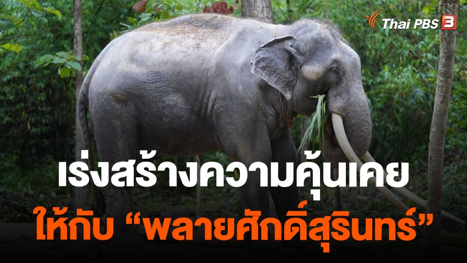 เร่งสร้างความคุ้นเคยให้กับ"พลายศักดิ์สุรินทร์"