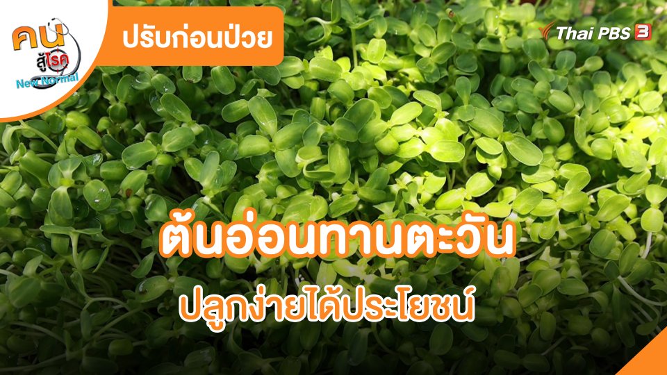 ปรับก่อนป่วย : ต้นอ่อนทานตะวัน ปลูกง่ายได้ประโยชน์