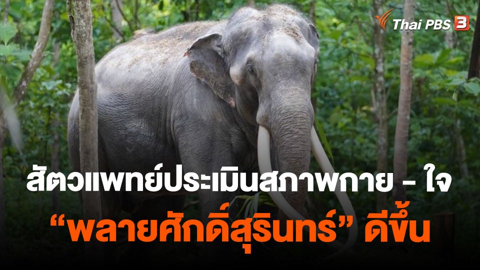 สัตวแพทย์ประเมินสภาพกาย - ใจ "พลายศักดิ์สุรินทร์" ดีขึ้น