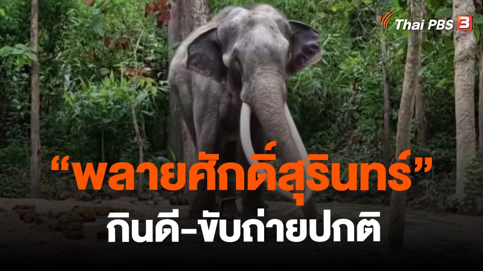 "พลายศักดิ์สุรินทร์" กินดี-ขับถ่ายปกติ