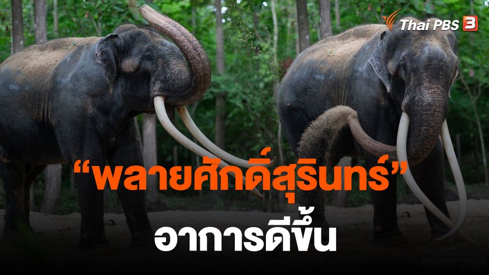 พลายศักดิ์สุรินทร์ อาการดีขึ้น