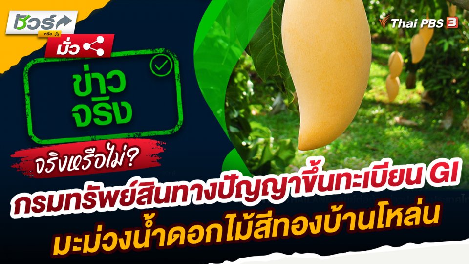 ชัวร์หรือมั่ว : กรมทรัพย์สินทางปัญญาขึ้นทะเบียน GI มะม่วงน้ำดอกไม้สีทองบ้านโหล่น จ.ชัยภูมิ