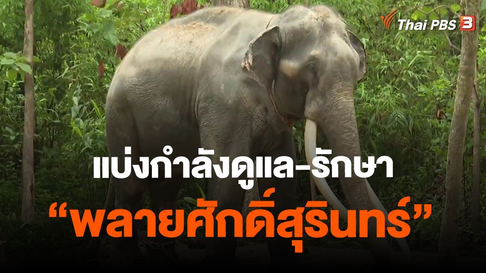 ​แบ่งกำลังดูแล-รักษา "พลายศักดิ์สุรินทร์"