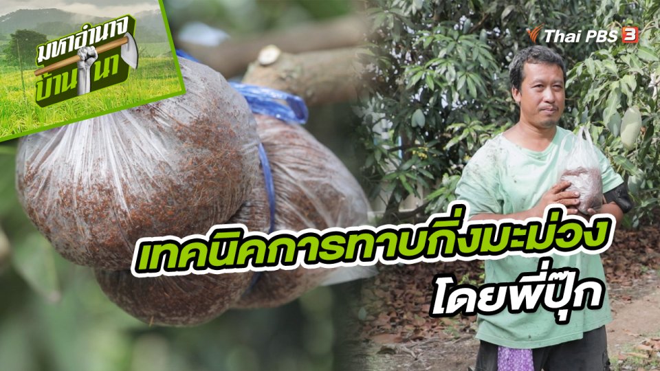สูตรลับฉบับบ้านนา : เทคนิคการทาบกิ่งมะม่วง โดยพี่ปุ๊ก