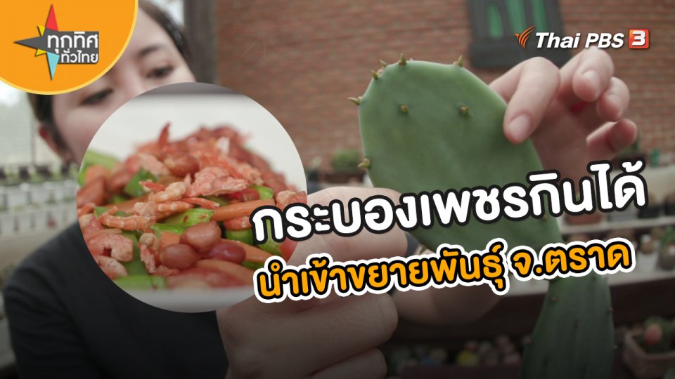 อาชีพทั่วไทย : ขยายพันธุ์กระบองเพชรกินได้ จ.ตราด | ทุกทิศทั่วไทย