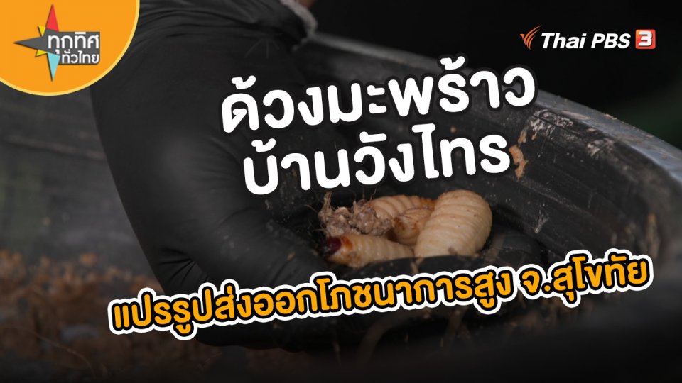 อาชีพทั่วไทย : ด้วงมะพร้าวบ้านวังไทร เพาะเลี้ยงแปรรูปส่งออก ขายดีโภชนาการสูง จ.สุโขทัย