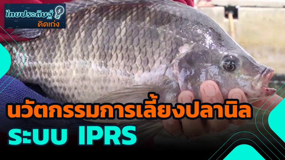 ไทยประดิษฐ์คิดเก่ง : นวัตกรรมการเลี้ยงปลานิล ระบบ IPRS
