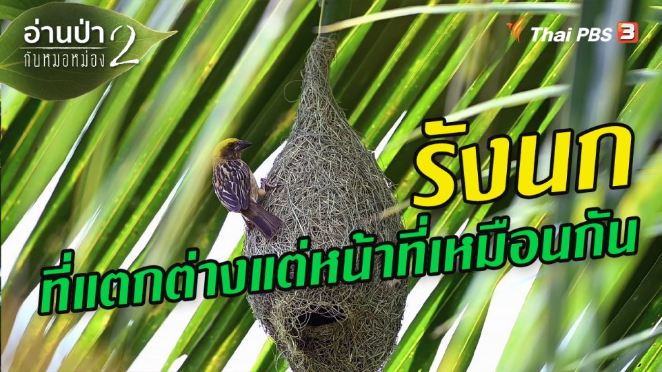 ​ส่องธรรมชาติ : รังนกที่แตกต่างแต่หน้าที่เหมือนกัน