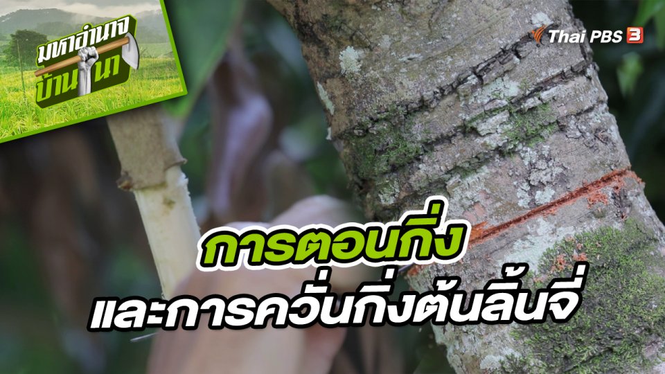 สูตรลับฉบับบ้านนา : เทคนิคการตอนกิ่งและการควั่นกิ่งต้นลิ้นจี่