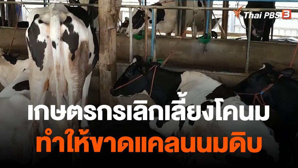 เกษตรกรเลิกเลี้ยงโคนมทำให้ขาดแคลนนมดิบ