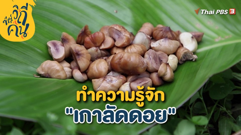 ทำความรู้จัก "เกาลัดดอย"