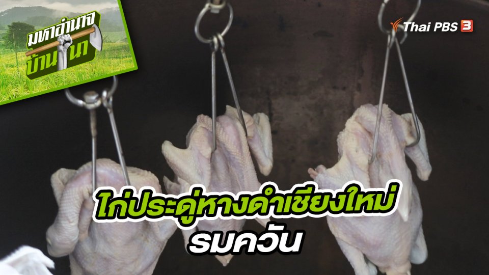 สูตรลับฉบับบ้านนา : ไก่ประดู่หางดำเชียงใหม่รมควัน