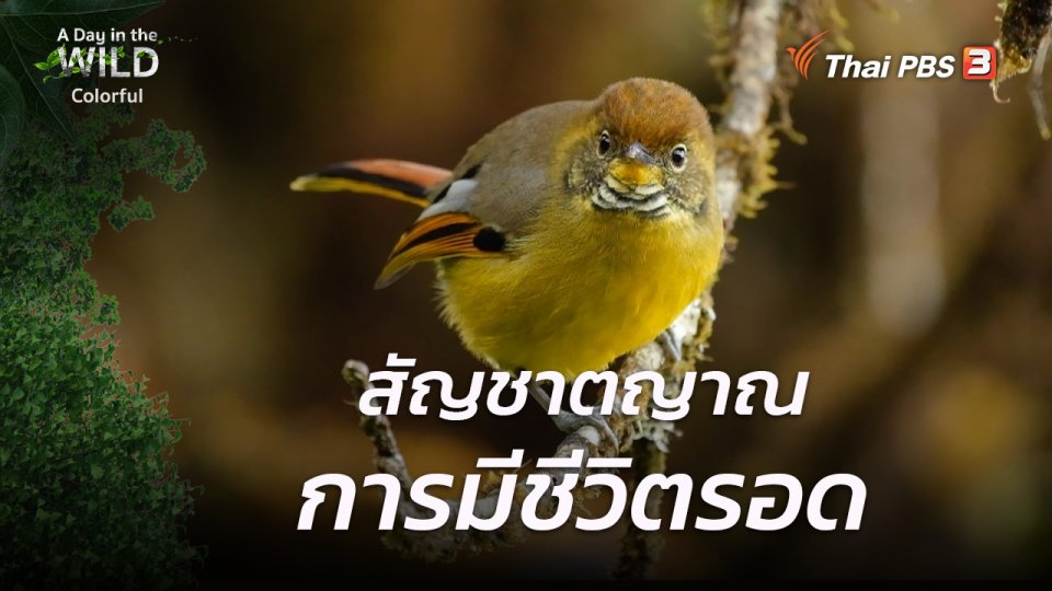 สัญชาตญาณการมีชีวิตรอด