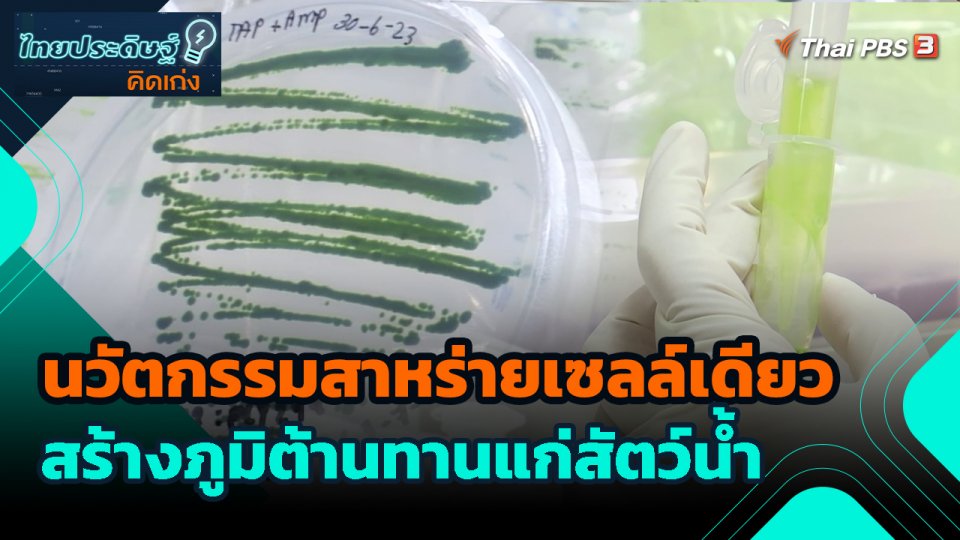 ไทยประดิษฐ์คิดเก่ง : นวัตกรรมสาหร่ายเซลล์เดียว สร้างภูมิต้านทานแก่สัตว์น้ำ