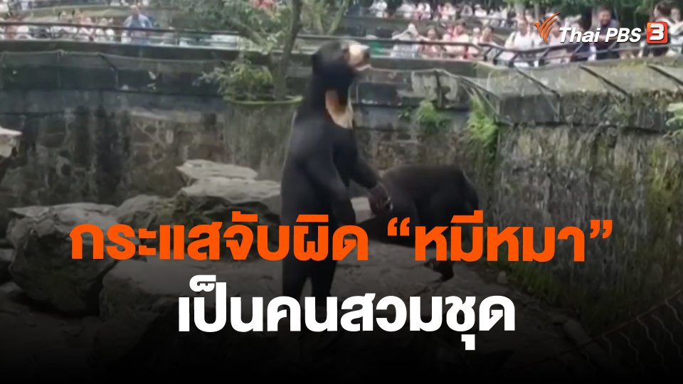 กระแสจับผิด "หมีหมา" เป็นคนสวมชุด