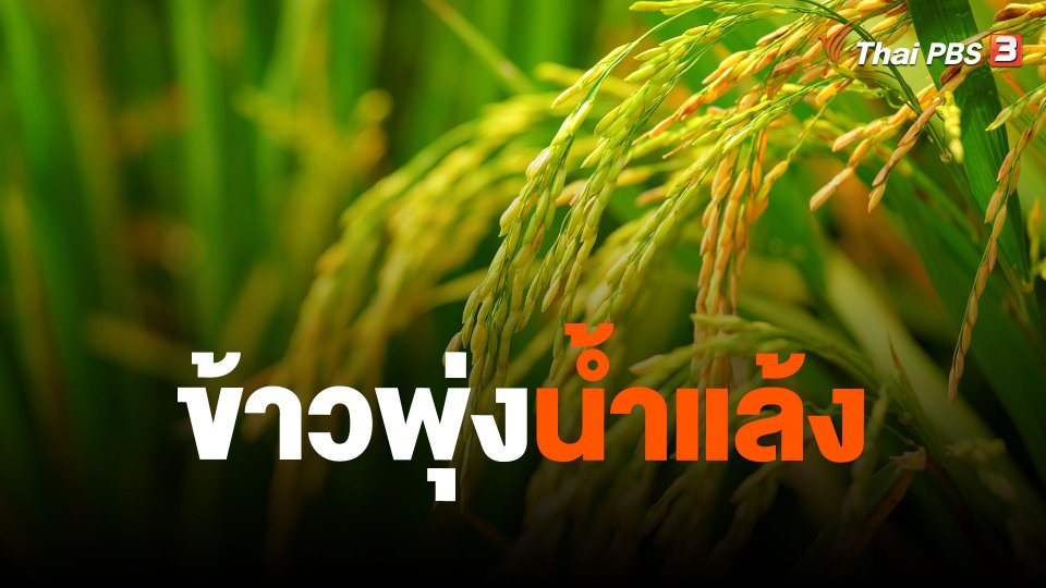 ข้าวพุ่งน้ำแล้ง