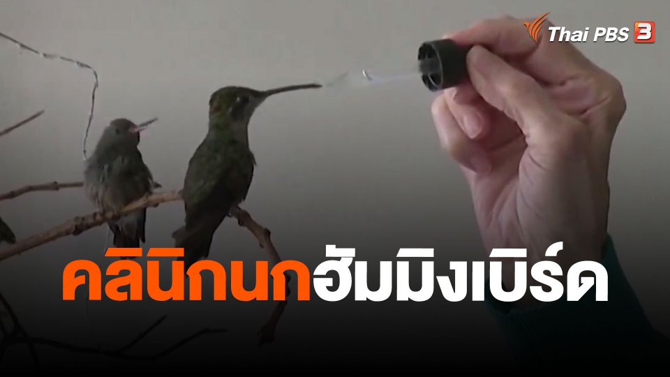 คลินิกนกฮัมมิงเบิร์ด