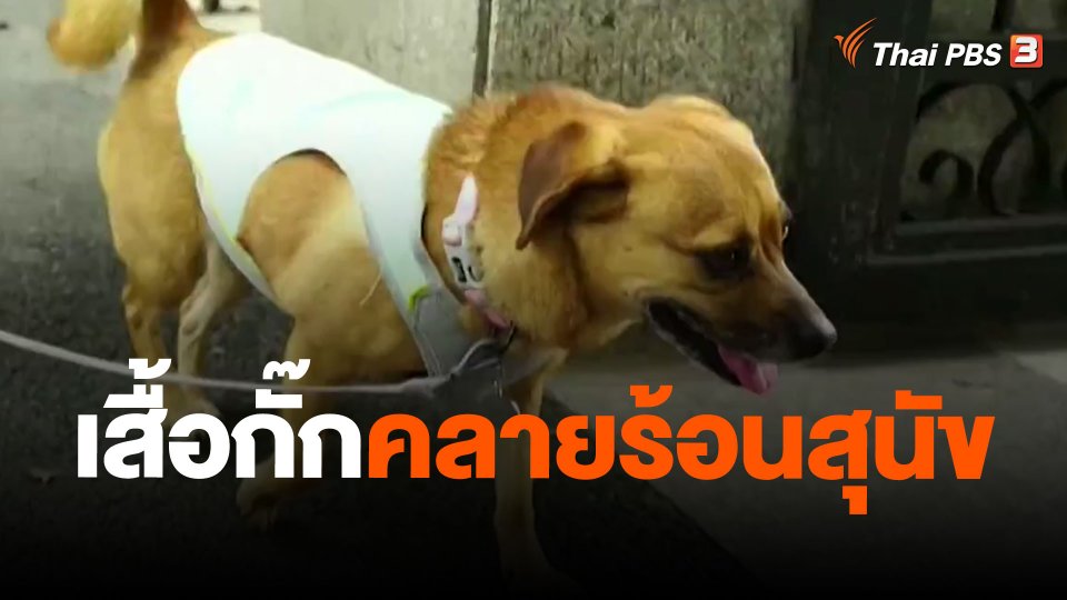 เสื้อกั๊กคลายร้อนสุนัข