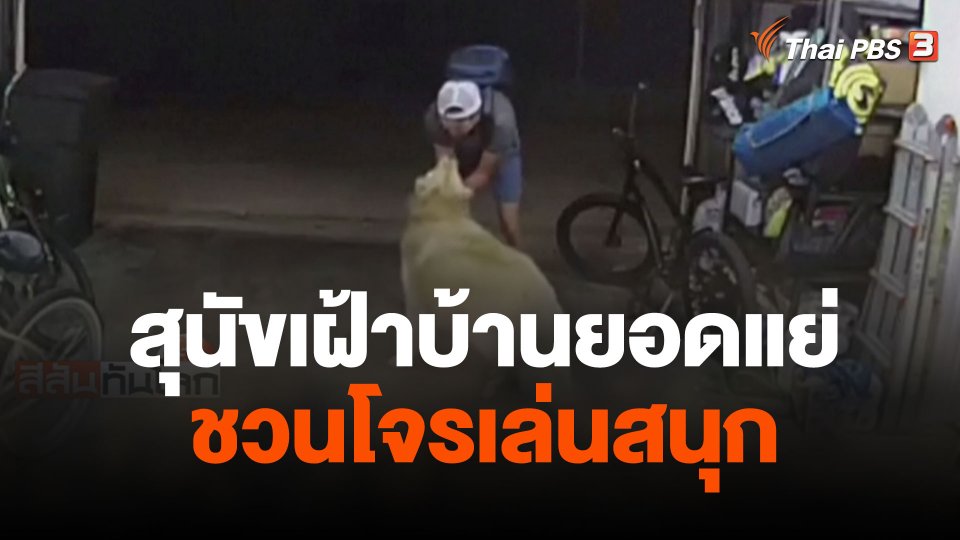 สุนัขเฝ้าบ้านยอดแย่ชวนโจรเล่นสนุก